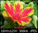 Please help me to identify these plants (3/4)-dscn4935.jpg
