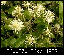Please help me to identify these plants (1/4)-dscn4329.jpg