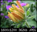 Please help me to identify these plants (1/4)-dscn4905.jpg