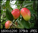 Click image for larger version

Name:	DSCN7567.JPG
Views:	137
Size:	374.6 KB
ID:	10136