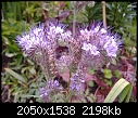 Click image for larger version

Name:	Mystery Plant - Flowers.jpg
Views:	441
Size:	2.15 MB
ID:	11409