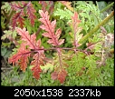Click image for larger version

Name:	Mystery Plant - Foliage.jpg
Views:	406
Size:	2.28 MB
ID:	11410
