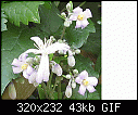 Click image for larger version

Name:	Flower-Unknown.gif
Views:	147
Size:	42.7 KB
ID:	11556