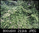 Help to ID garden shrub?-shrub2.jpg