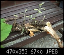 Help Identiying Roots in Grass-100_0749-edited.jpg