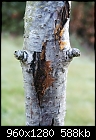 Cherry tree with split bark-picture-070.jpg
