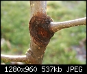 Apple tree problem-picture-072.jpg
