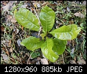 Magnolia grandiflora identification-picture-073.jpg