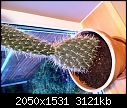 Can you help my 12 yr old son from loosing his cactus pls?-photo-jan-10-3-24-44-pm.jpg