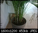 HELP!!! Strange white thing on my plants!-img00020-20110819-0929.jpg