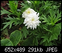 Flower ID needed-picture-075.jpg