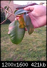 Rubber Plant(I think?) Help....-rubber-1.jpg