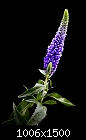 Flower/plant identification help please-img_0230.jpg