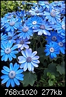 Click image for larger version

Name:	flower1.jpg
Views:	553
Size:	277.3 KB
ID:	14982
