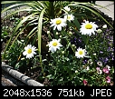 Plant / Flower ID Please-20120514_085324.jpg