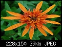 Click image for larger version

Name:	Echinacea Marmalade.JPG
Views:	65
Size:	39.0 KB
ID:	15061