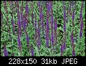 Click image for larger version

Name:	Salvia Caradonna.JPG
Views:	74
Size:	31.1 KB
ID:	15062