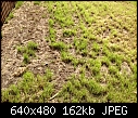 Click image for larger version

Name:	lawn.jpeg
Views:	591
Size:	161.6 KB
ID:	15160