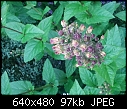Can anybody help identify a plant  - PHOTO-2012-07-20-09.50.38.jpg