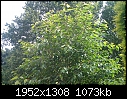 Help Needed toIidentify Garden Tree Please-tree-3.jpg