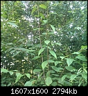Help Needed toIidentify Garden Tree Please-tree2.jpg