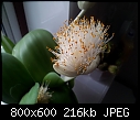 What is this houseplant?-20120922_180536-800x600-.jpg
