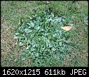 Click image for larger version

Name:	lawn 1.jpg
Views:	271
Size:	611.4 KB
ID:	15346