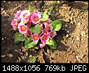 Click image for larger version

Name:	primulas.jpg
Views:	226
Size:	769.2 KB
ID:	15547