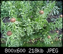 3 plants for ID please-unknown1.jpg