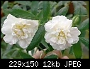 Rosa cannabifolia-image.jpg