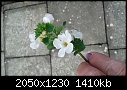 does someone recognize this flower-20160727_191903%5B1%5D.jpg