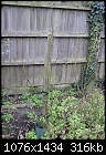 Advice on pruning young apple, pear and medlar trees for a newcomer-discovery-apple-tree-feb-2017.jpg