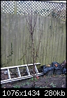 Advice on pruning young apple, pear and medlar trees for a newcomer-obelisk-pear-tree-feb-2017.jpg