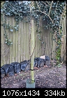 Advice on pruning young apple, pear and medlar trees for a newcomer-rosemary-russet-apple-tree-feb-2017.jpg