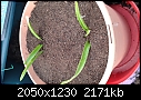 another plant query-20170525_185538.jpg