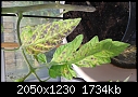 tomato plants-20170715_123709.jpg