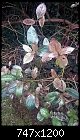 Mystery disease attacking evergreen shrubs - please help identify-2017-10-disease02.jpg
