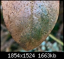 Mystery disease attacking evergreen shrubs - please help identify-privet-thrips.jpg