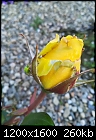 Roses-img_20180618_203532-1200x1600.jpg