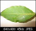 Bay Tree Problem-bay-leaf-insect.jpg
