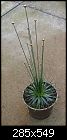 Click image for larger version

Name:	pipewort3.jpg
Views:	555
Size:	47.6 KB
ID:	2481