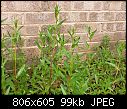 Is this a weed ?-p1020600.jpg
