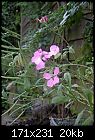 Does anyone know what this is?-flowers-007.jpg