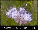 'Wildflower' help-jane-plant-2.jpg