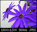 Click image for larger version

Name:	DSCN3154.JPG
Views:	222
Size:	360.0 KB
ID:	9140