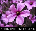 Click image for larger version

Name:	DSCN4376.JPG
Views:	290
Size:	373.1 KB
ID:	9146