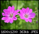 Click image for larger version

Name:	DSCN9956.JPG
Views:	178
Size:	363.5 KB
ID:	9311
