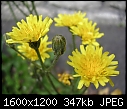 Click image for larger version

Name:	DSCN9988.JPG
Views:	137
Size:	347.1 KB
ID:	9313
