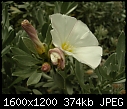 Please help me to identify these plants. 1 of 2-dscn7850.jpg