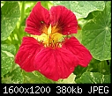 Please help me to identify these plants. 1 of 2-dscn8371.jpg